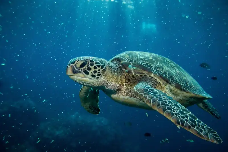 Divers exploring the marine biodiversity at Sipadan Island Coco Seaweed Resort