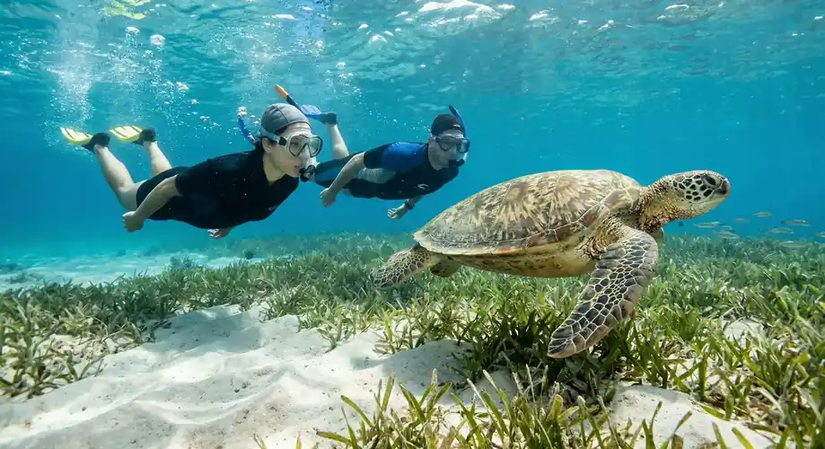 Snorkeling with a green sea turtle in the Semporna Islands Coco Seaweed Resort